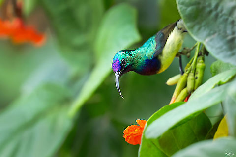 Souimanga &agrave; ventre jaune Cinnyris venustus - Variable Sunbird Cinnyris venustus,Fall,Geotagged,Senegal,Variable sunbird