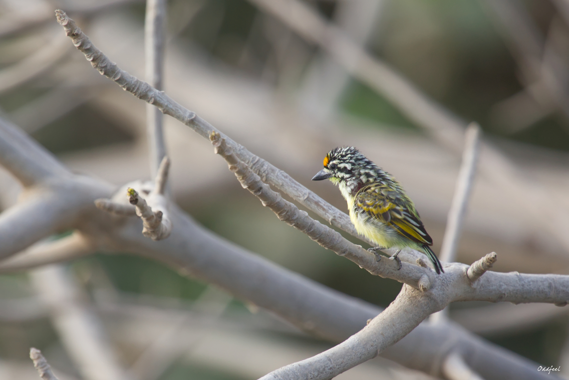 Yellow-fronted Tinkerbird Yellow-fronted Tinkerbird<br />
Pogoniulus chrysoconus - <br />
<br />
Barbion &agrave; front jaune Geotagged,Pogoniulus chrysoconus,Senegal,Spring,Yellow-fronted tinkerbird