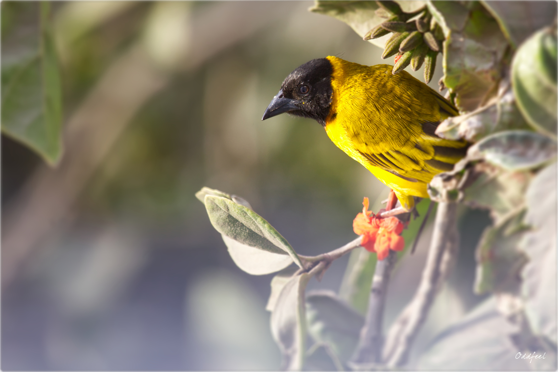 Black-headed Weaver Tisserin &agrave; t&ecirc;te noire<br />
Ploceus melanocephalus - Black-headed Weaver<br />
 Black-backed weaver,Geotagged,Ploceus melanocephalus,Senegal,Spring