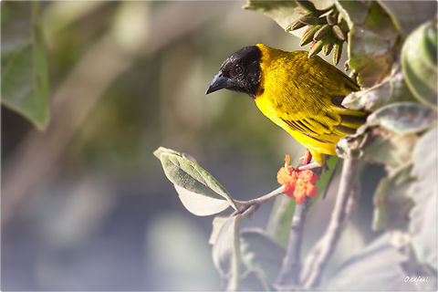 Black-headed Weaver