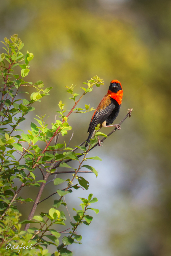 Black-winged Red Bishop Euplecte monseigneur<br />
Euplectes hordeaceus  Black-winged red bishop,Chad,Euplectes hordeaceus,Fall,Geotagged