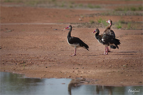 Spur-winged Goose Oie-armée de Gambie
Plectropterus gambensis -  Chad,Fall,Geotagged,Plectropterus gambensis,Spur-winged goose
