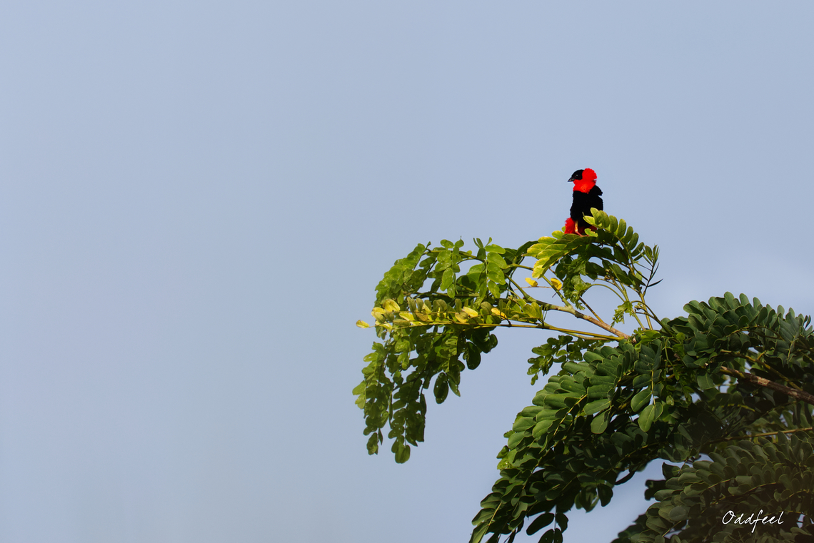 Northern Red Bishop Euplecte franciscain<br />
Euplectes franciscanus -  Chad,Euplectes franciscanus,Fall,Geotagged,Northern red bishop