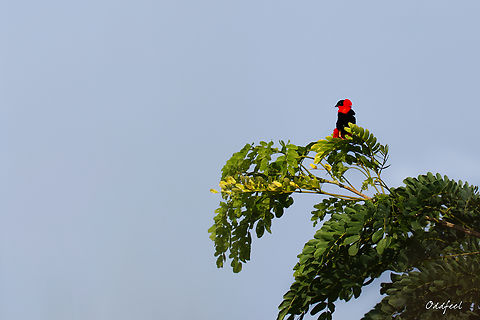 Northern Red Bishop Euplecte franciscain
Euplectes franciscanus -  Chad,Euplectes franciscanus,Fall,Geotagged,Northern red bishop