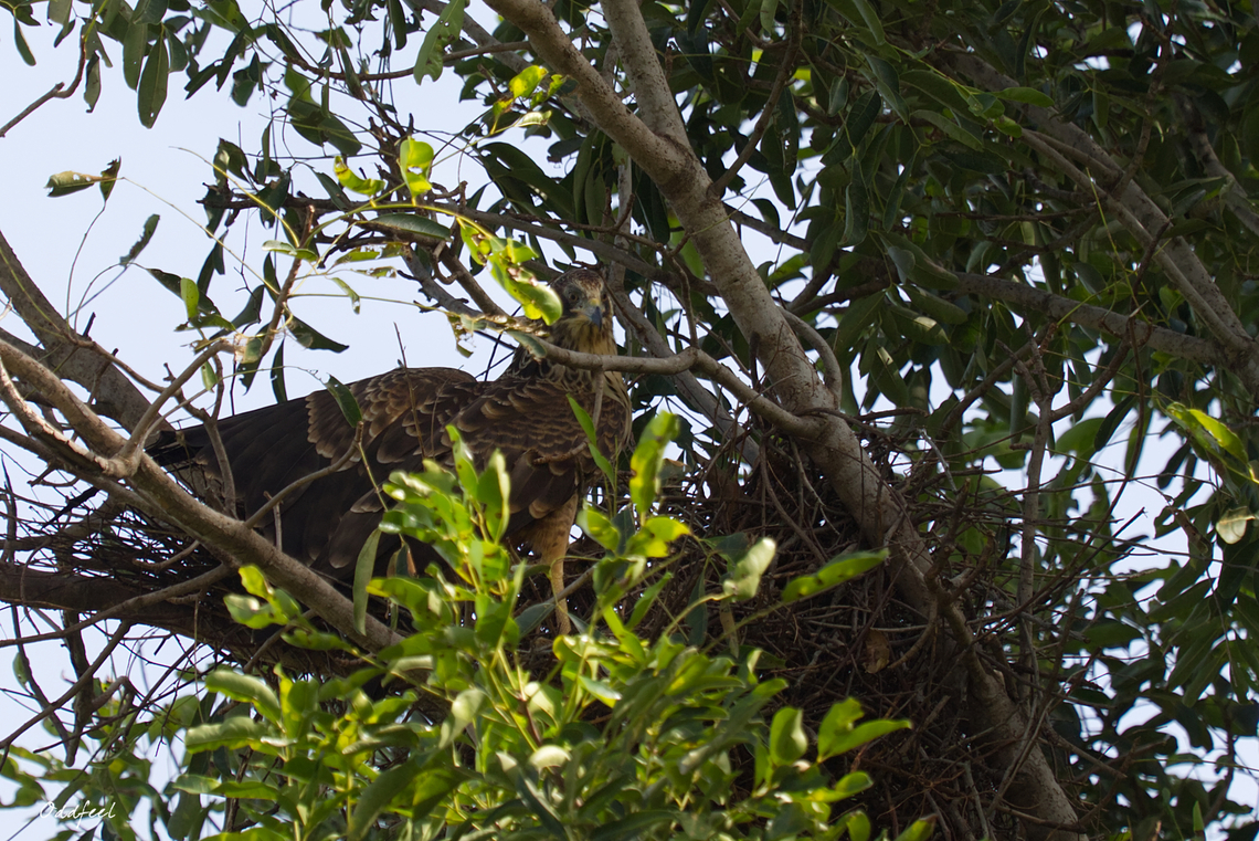 Juvenil African Harrier-Hawk Gymnog&egrave;ne d&#039;Afrique<br />
Polyboroides typus -  African harrier-hawk,Chad,Geotagged,Polyboroides typus