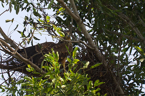 Juvenil African Harrier-Hawk Gymnog&egrave;ne d'Afrique
Polyboroides typus -  African harrier-hawk,Chad,Geotagged,Polyboroides typus