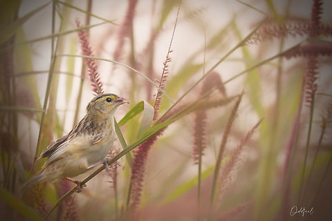 Female Euplectes franciscanus Euplectes franciscanus - Northern Red Bishop Chad,Euplectes franciscanus,Fall,Geotagged,Northern Red Bishop,Northern red bishop