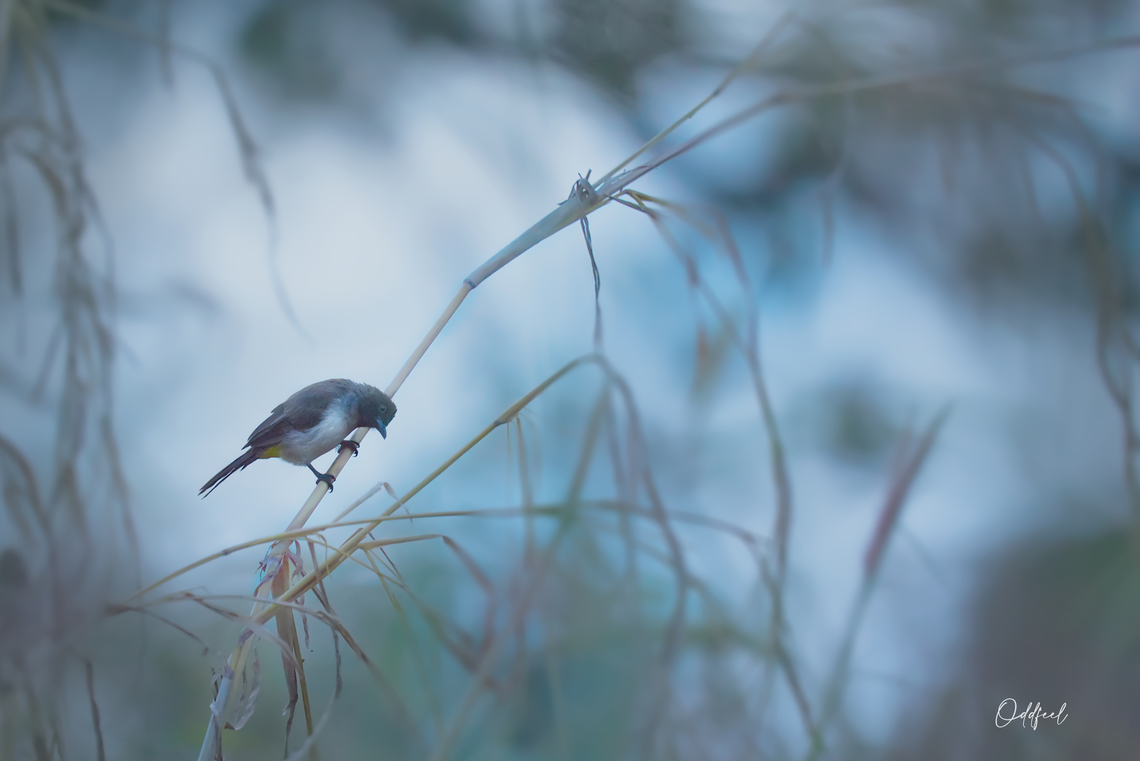 Dark-capped Bulbul Bulbul tricolore<br />
Pycnonotus tricolor -  Chad,Dark-capped bulbul,Fall,Geotagged,Pycnonotus tricolor