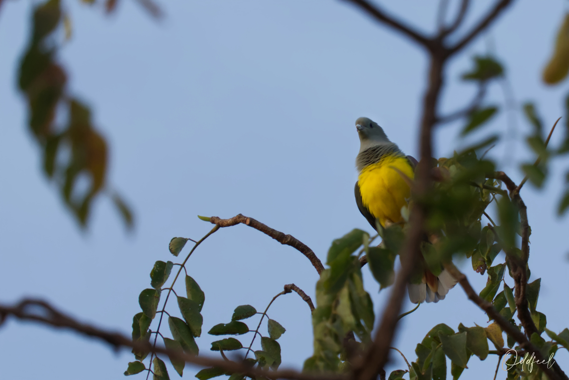 Colombar waalia Bruce&#039;s Green Pigeon<br />
Treron waalia -  Bruces green pigeon,Chad,Fall,Geotagged,Treron waalia