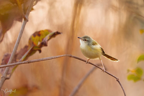 Green-backed Camaroptera