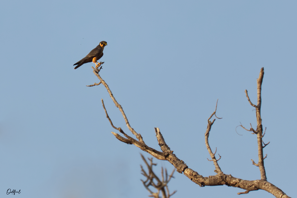 Eurasian Hobby Faucon hobereau<br />
Falco subbuteo -  Chad,Eurasian hobby,Falco subbuteo,Fall,Geotagged