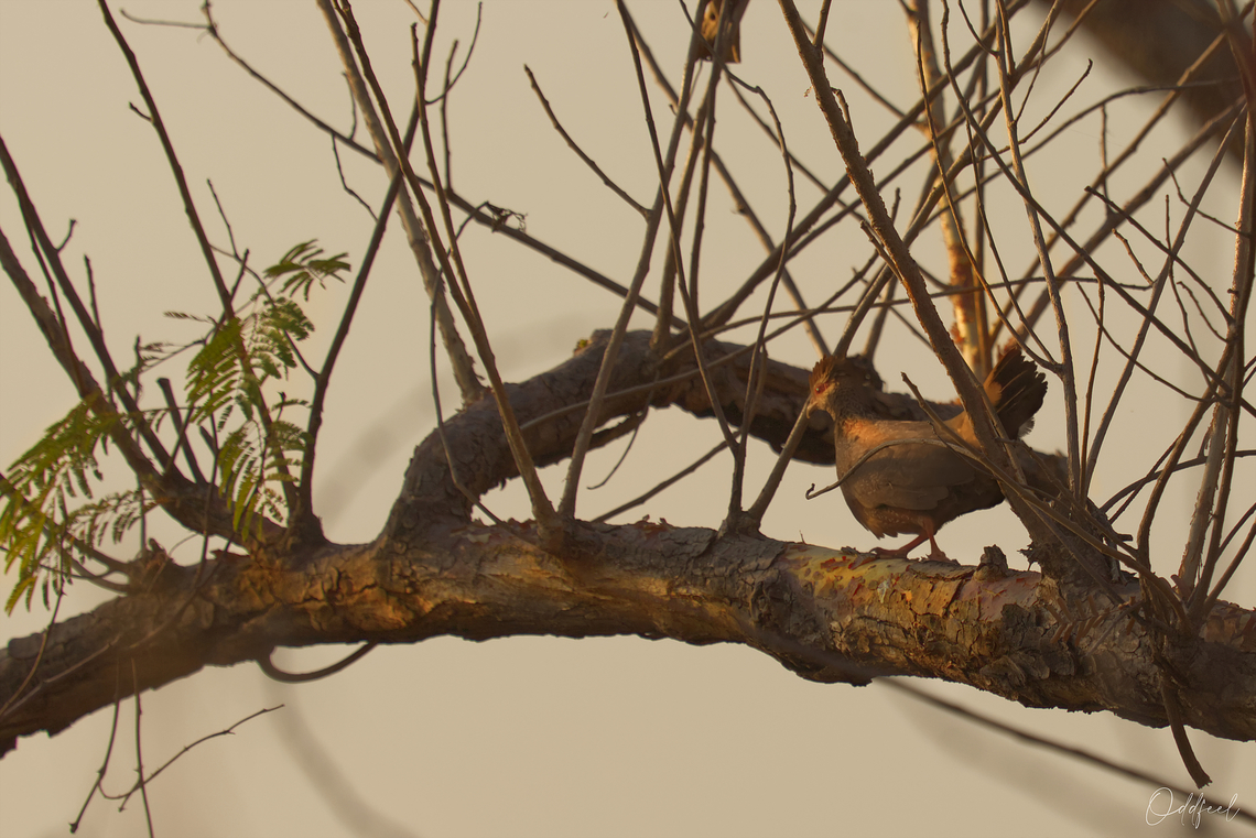 Stone Partridge <br />
Ptilopachus petrosus <br />
Poulette de roche/ Poulette de roches<br />
Stone Partridge Chad,Fall,Geotagged,Ptilopachus petrosus,Stone partridge