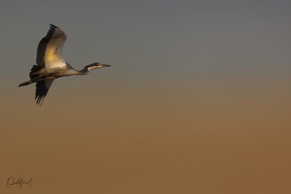 H&eacute;ron m&eacute;lanoc&eacute;phale Ardea melanocephala - Black-headed Heron Ardea melanocephala,Black-headed Heron,Chad,Fall,Geotagged