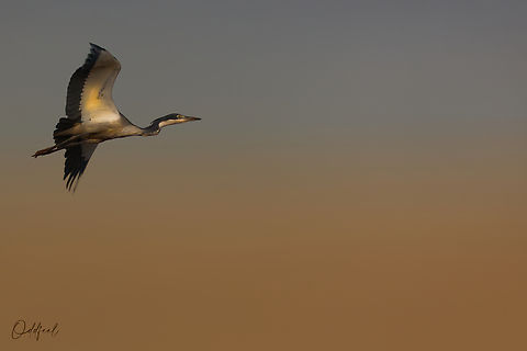 Héron mélanocéphale Ardea melanocephala - Black-headed Heron Ardea melanocephala,Black-headed Heron,Chad,Fall,Geotagged