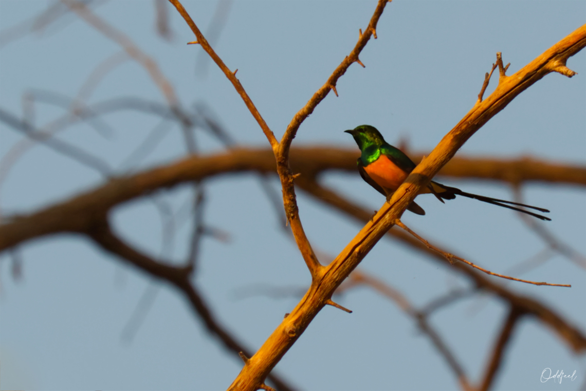Pygmy Sunbird Souimanga pygm&eacute;e<br />
Hedydipna platura   Chad,Fall,Geotagged,Hedydipna platura,Pygmy sunbird