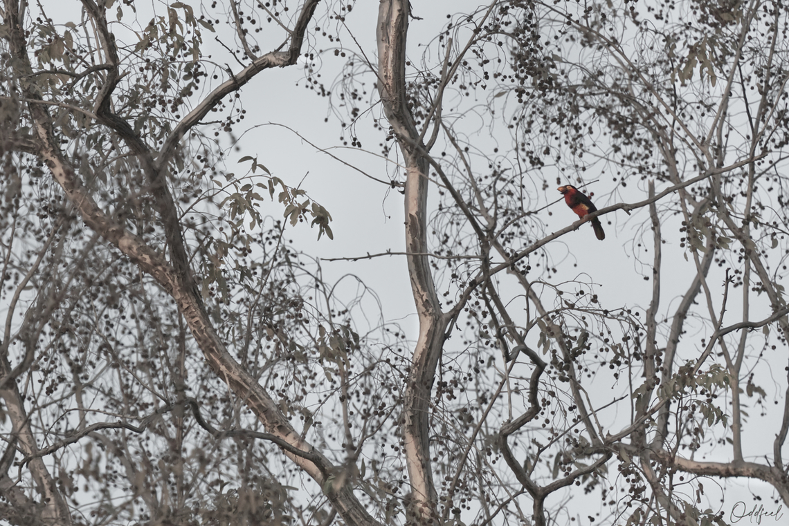 Bearded Barbet Barbican &agrave; poitrine rouge<br />
Lybius dubius - Bearded Barbet Bearded Barbet,Chad,Geotagged,Lybius dubius,Winter