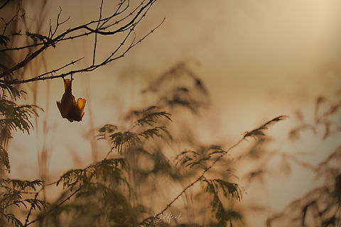 Lavia Frons chauve-souris aux ailes d&rsquo;or
yellow-winged bat
Lavia Frons  Chad,Geotagged,Lavia frons,Winter,Yellow-winged bat