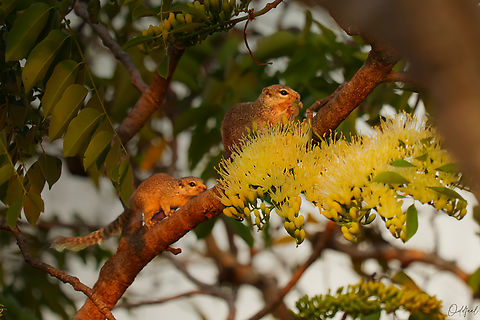 Gambian sun squirrel Gambian sun squirrel 

(Heliosciurus gambianus)  Chad,Gambian sun squirrel,Geotagged,Heliosciurus gambianus,Winter