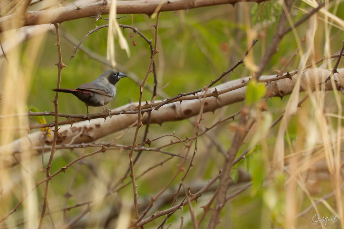 Black-faced Firefinch Amarante masqu&eacute;<br />
Lagonosticta larvata - <br />
Black-faced Firefinch Black-faced firefinch,Chad,Geotagged,Lagonosticta larvata,Winter