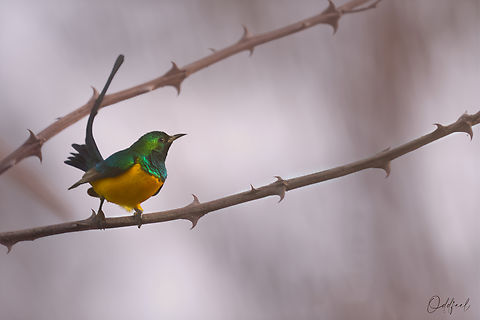 Souimanga pygmée Souimanga pygmée
Hedydipna platura - Pygmy Sunbird Chad,Geotagged,Hedydipna platura,Winter,pigmy sunbird