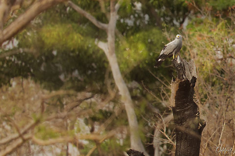 African Harrier-Hawk Gymnog&egrave;ne d'Afrique 
African Harrier-Hawk African harrier-hawk,Chad,Geotagged,Polyboroides typus,Winter