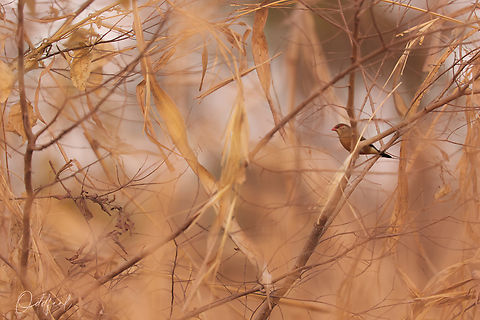 Astrild cendr&eacute; 
Estrilda troglodytes - Black-rumped Waxbill Black-rumped waxbill,Chad,Estrilda troglodytes,Geotagged,Winter