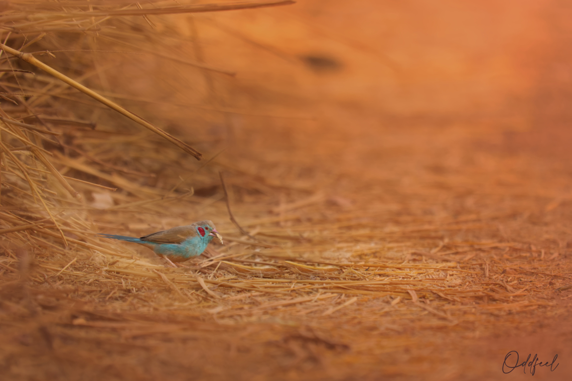 Cordonbleu à joues rouges Uraeginthus bengalus - Red-cheeked Cordon-bleu Chad,Geotagged,Red-cheeked cordon-bleu,Uraeginthus bengalus,Winter