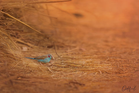 Cordonbleu à joues rouges Uraeginthus bengalus - Red-cheeked Cordon-bleu Chad,Geotagged,Red-cheeked cordon-bleu,Uraeginthus bengalus,Winter