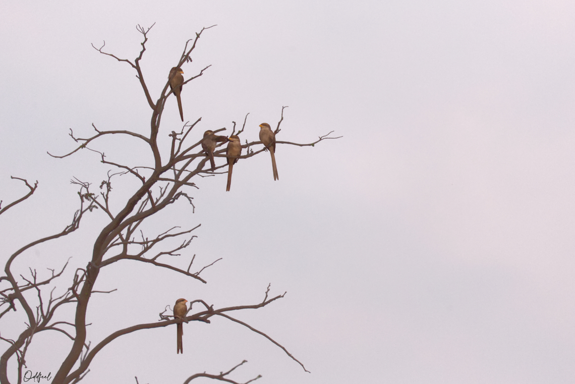 Bed time Corvinelle &agrave; bec jaune<br />
Corvinella corvina - Yellow-billed Shrike Chad,Corvinella corvina,Geotagged,Winter,Yellow-billed shrike