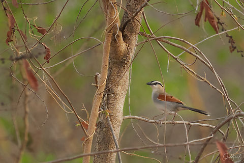 Black-crowned tchagra