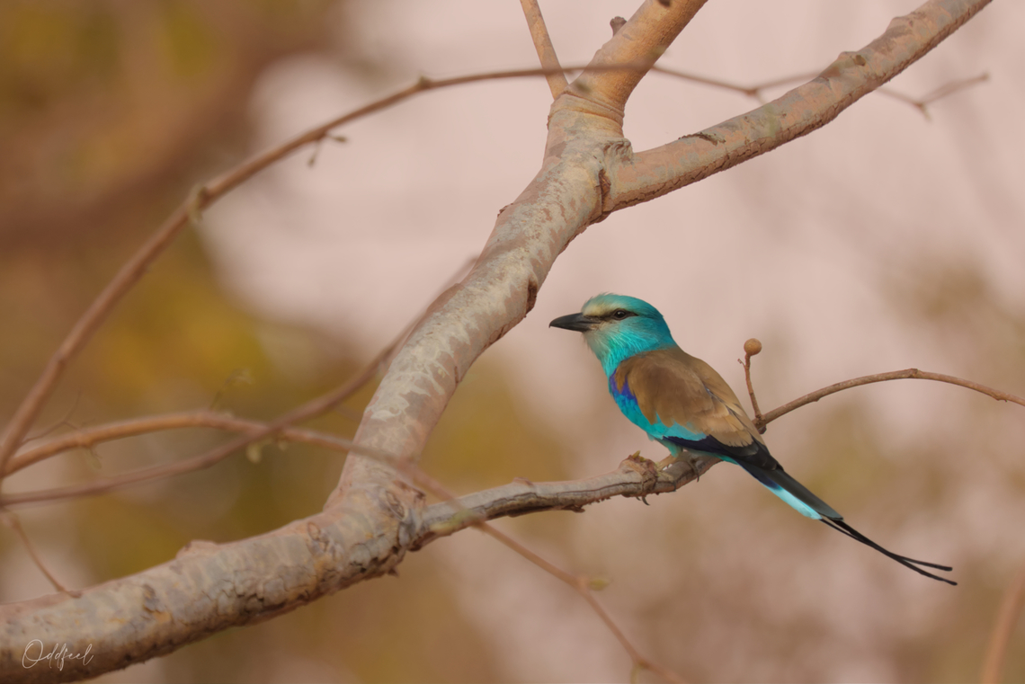 Coracias abyssinicus Rollier d'Abyssinie<br />
 - Abyssinian Roller<br />
 Abyssinian roller,Chad,Coracias abyssinicus,Geotagged,Winter