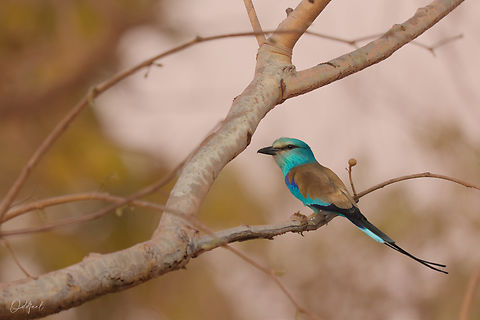Coracias abyssinicus Rollier d'Abyssinie
 - Abyssinian Roller
 Abyssinian roller,Chad,Coracias abyssinicus,Geotagged,Winter