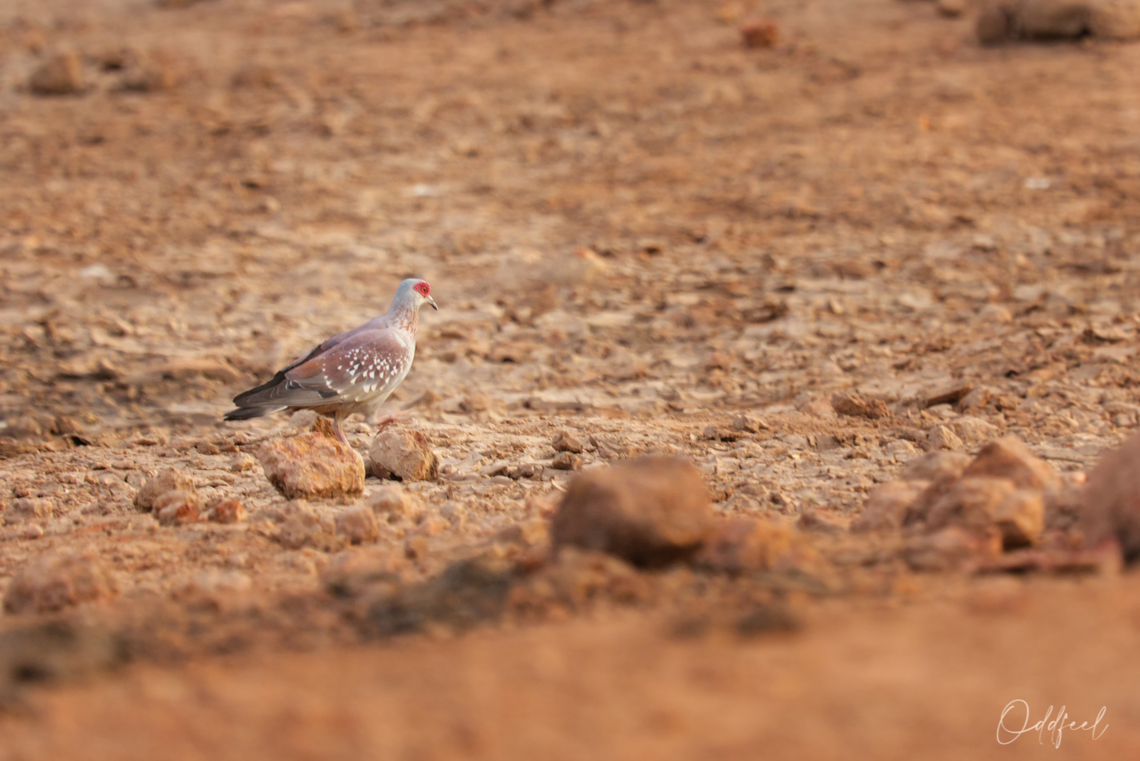 Columba guinea Pigeon roussard<br />
 - Speckled Pigeon Chad,Columba guinea,Geotagged,Speckled Pigeon,Winter