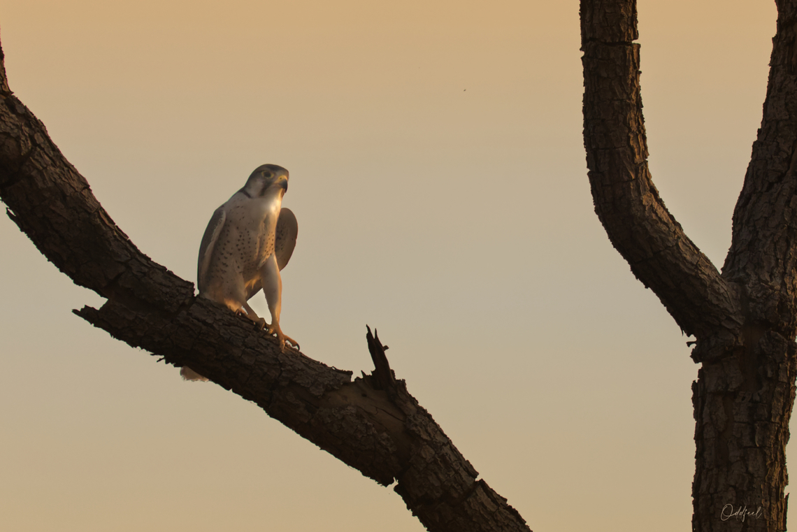 Lanner Falcon Lanner Falcon <br />
<br />
Falco biarmicus Chad,Falco biarmicus,Geotagged,Lanner falcon,Winter