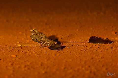 Caprimulgus longipennis Engoulevent à balanciers
Standard-winged Nightjar Caprimulgus longipennis,Chad,Geotagged,Standard-winged nightjar,Winter