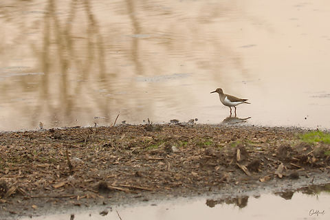 Chevalier guignette Actitis hypoleucos - Common Sandpiper Actitis hypoleucos,Chad,Common sandpiper,Geotagged,Winter