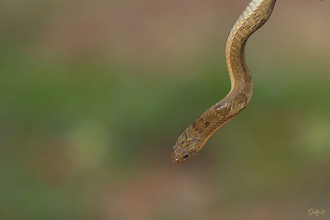 The Spotted night adder Causus Maculatus Causus maculatus,Chad,Geotagged,Spotted night adder,Spring