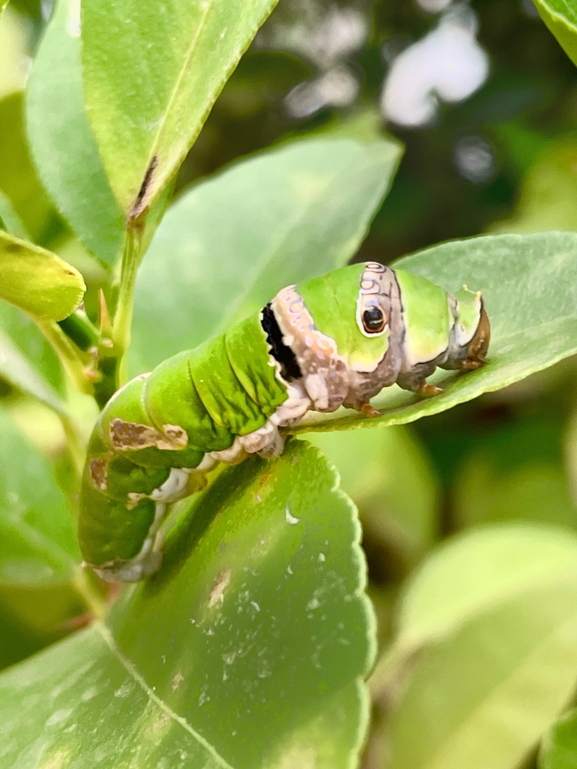 Citrus Swallowtail  Central African Republic,Chad,Citrus swallowtail,Geotagged,Papilio demodocus,Spring