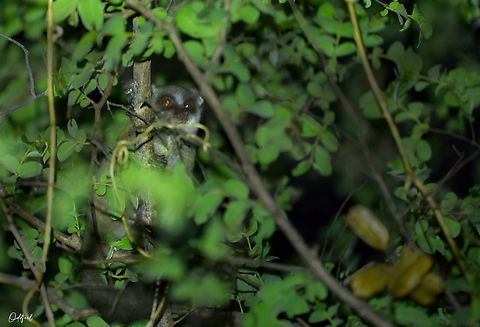 Northern Lesser Galago Northern Lesser Galago
Galago Senegalensis

 Chad,Galago senegalensis,Geotagged,Senegal bushbaby,Spring