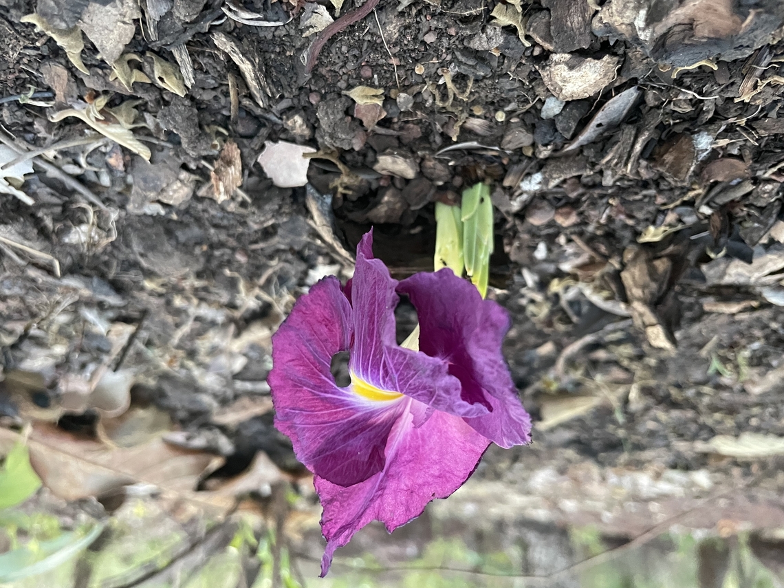 Natal Ginger Group<br />
Monocot<br />
Family<br />
Zingiberaceae<br />
Genus<br />
Siphonochilus<br />
Species<br />
Siphonochilus aethiopicus (Schweinf.) B.L.Burtt Chad,Geotagged,Siphonochilus aethiopicus,Spring