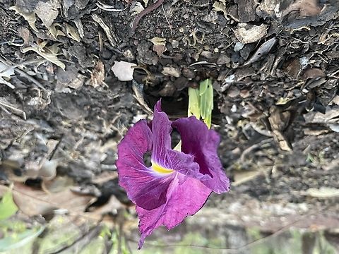 Natal Ginger Group
Monocot
Family
Zingiberaceae
Genus
Siphonochilus
Species
Siphonochilus aethiopicus (Schweinf.) B.L.Burtt Chad,Geotagged,Siphonochilus aethiopicus,Spring