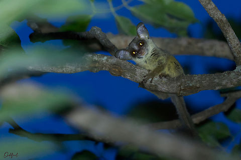 The Senegal bushbaby  Chad,Galago senegalensis,Geotagged,Senegal bushbaby,Spring