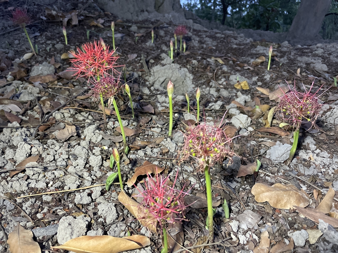 Scadoxus multiflorus Scadoxus multiflorus <br />
(formerly Haemanthus multiflorus) Blood flower,Chad,Geotagged,Scadoxus multiflorus