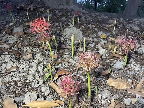 Scadoxus multiflorus Scadoxus multiflorus 
(formerly Haemanthus multiflorus) Blood flower,Chad,Geotagged,Scadoxus multiflorus