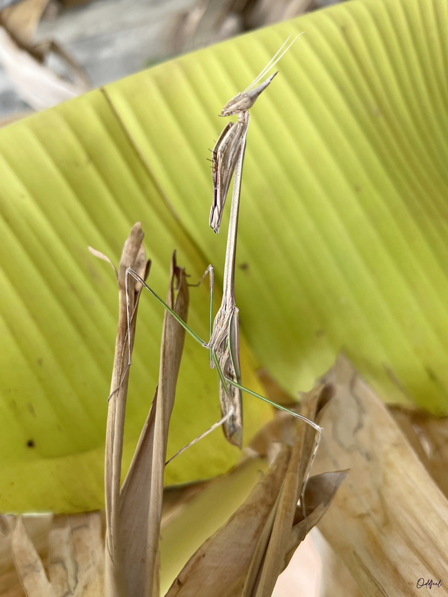 Alien Head Mantis Idolomorpha lateralis Burmeister, 1838 Chad,Geotagged,Idolomorpha lateralis,Spring
