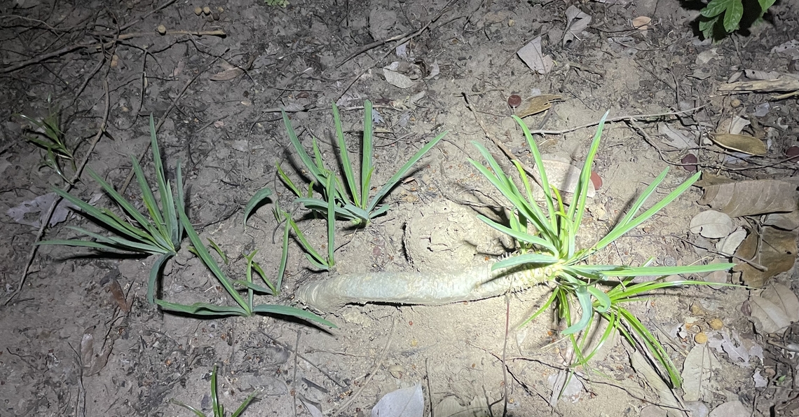 Subgenus Euphorbia  Chad,Geotagged,Spring