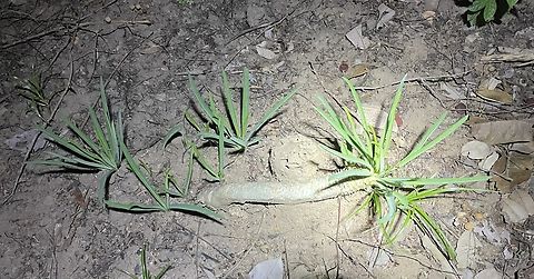 Subgenus Euphorbia  Chad,Geotagged,Spring