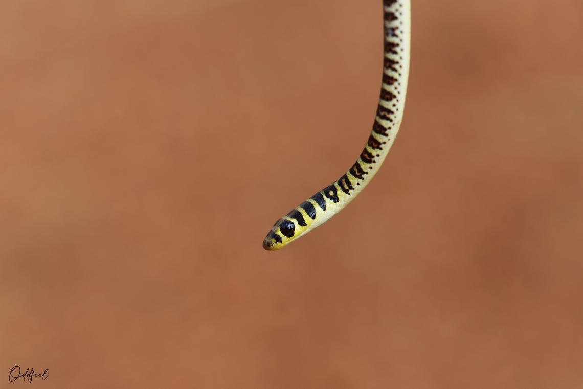 Ornate Olympic Snake Psammophis praeornatus Chad,Geotagged,Ornate Olympic Snake,Psammophis praeornatus,Spring