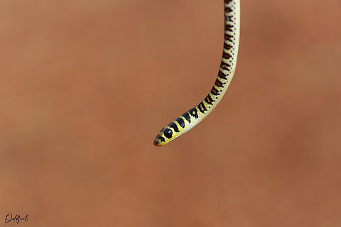 Ornate Olympic Snake