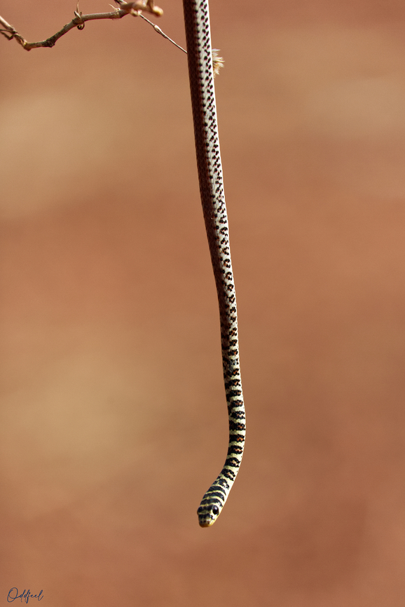 Ornate Olympic Snake Psammophis praeornatus Chad,Geotagged,Ornate Olympic Snake,Psammophis praeornatus,Spring